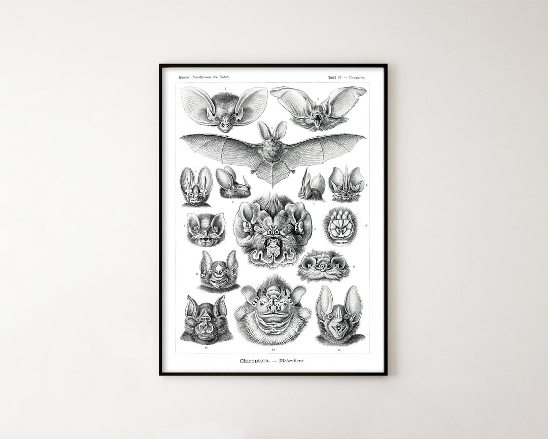 Bat Species Poster. Printable Wall Art - Chiroptera 1904, Vintage ...