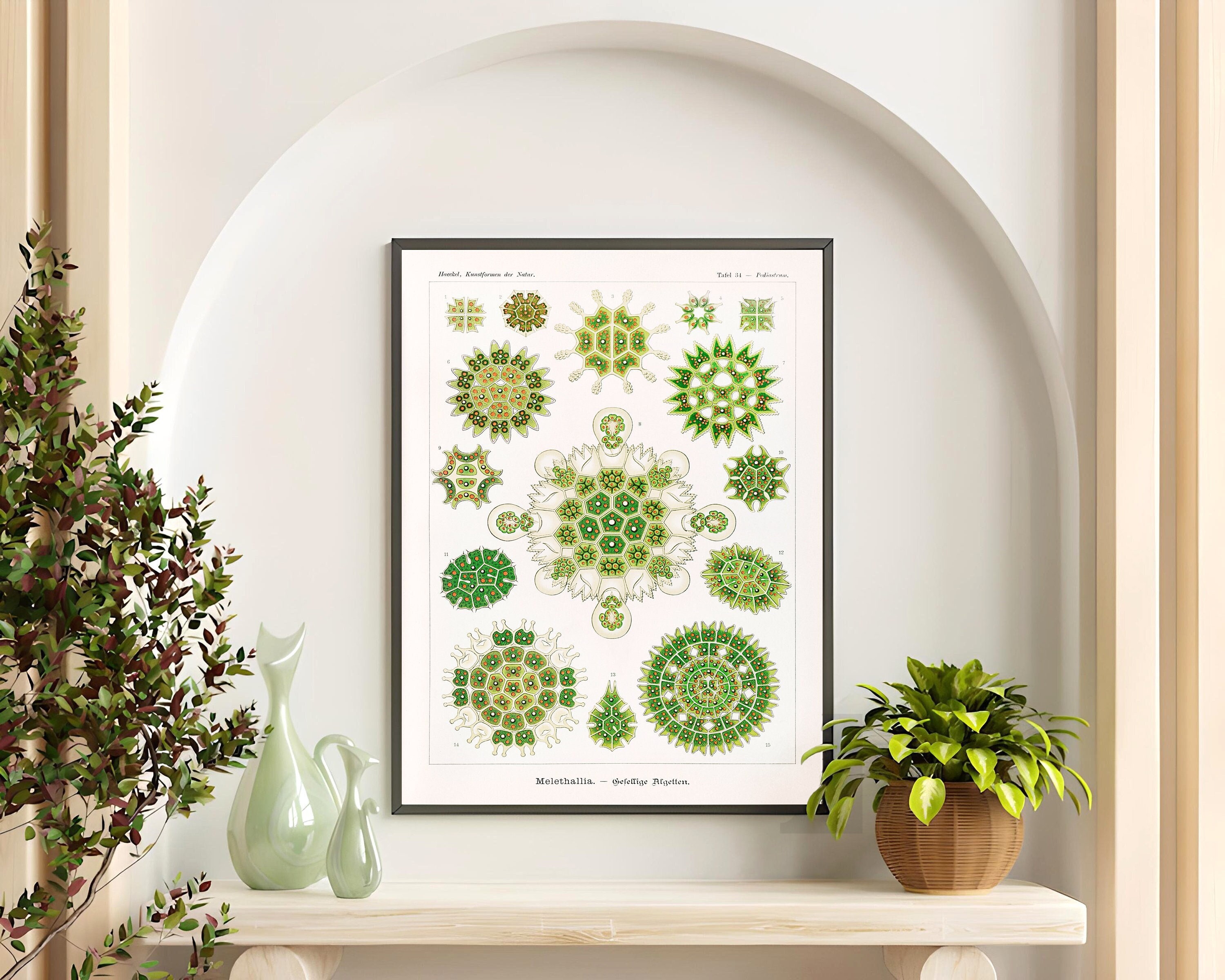 Microalgae Poster Vintage Algae Illustration. Green Microalgae Species Ca. 1900 ...