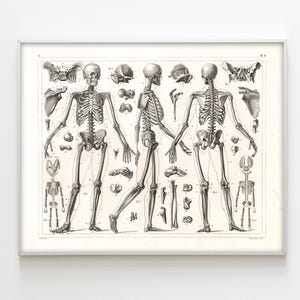 Human Skeleton Vintage Poster, Human Bones Anatomy Back Front and Side View Wall Decor and Print, Learn Human Bones Vintage Paper Texture.