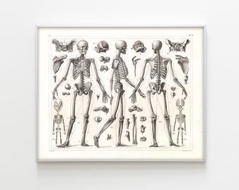 人体骨格解剖学 ヴィンテージ 1940 年代 高解像度デジタル画像 図 骨