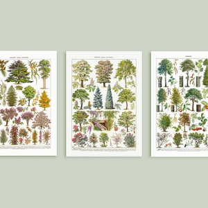 May include: Three vintage botanical illustrations of various trees and shrubs. The illustrations are in a detailed, realistic style with vibrant colors. The illustrations are labeled with the scientific names of the plants.