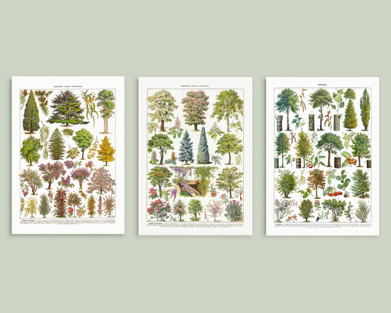 May include: Three vintage botanical illustrations of various trees and shrubs. The illustrations are in a detailed, realistic style with vibrant colors. The illustrations are labeled with the scientific names of the plants.
