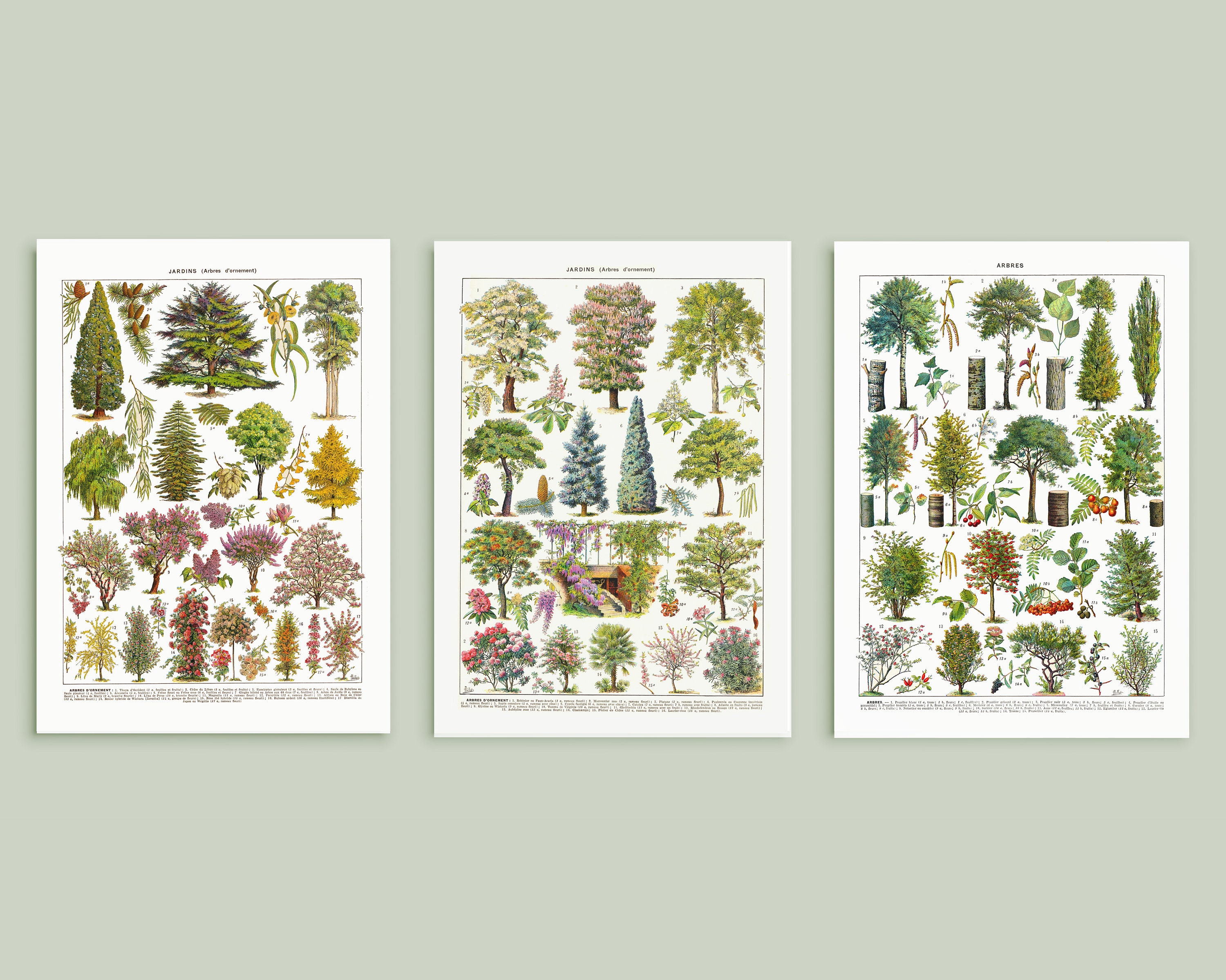 Ornamental Trees Species Poster Bundle. Printable Wall Art. Vintage ...
