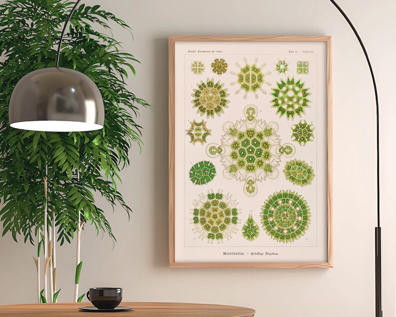 Microalgae Poster Vintage Algae Illustration. Green Microalgae Species Ca. 1900 ...