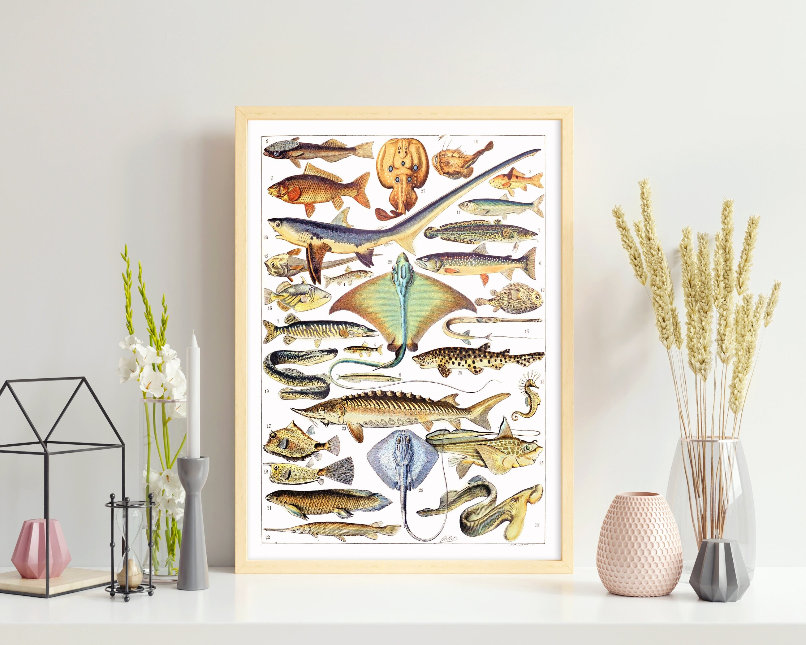 Fish Species 2. Printable Wall Art. Fish Collection. Vintage ...