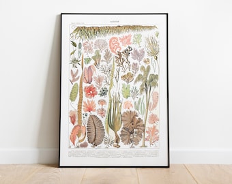 May include: A vintage botanical illustration of various types of seaweed, labelled "Algues" in French. The illustration features a variety of colours, including green, brown, red, and pink, and depicts the different shapes and textures of seaweed.