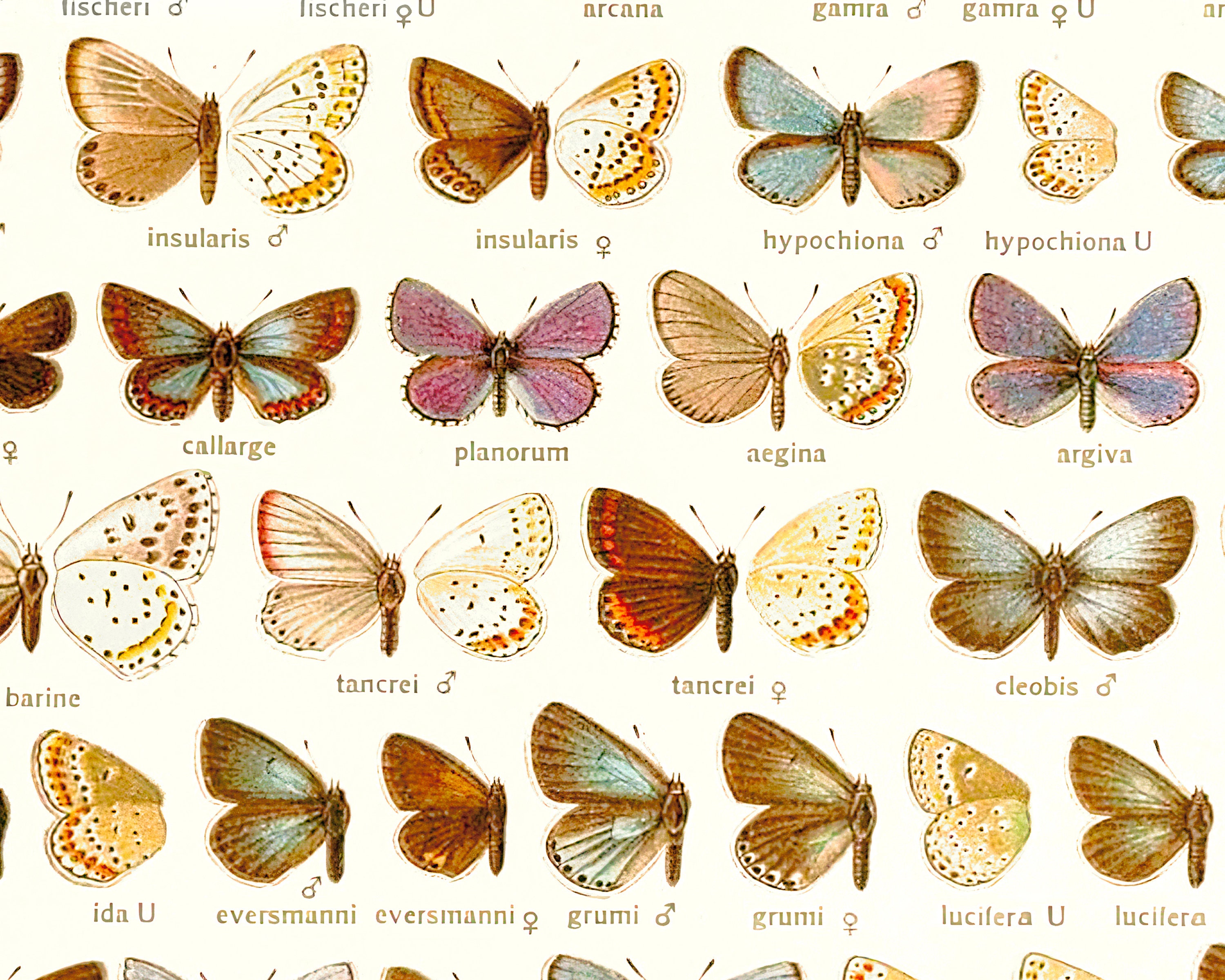 Butterfly Types and Species With Name and Gender. Vintage Insects ...