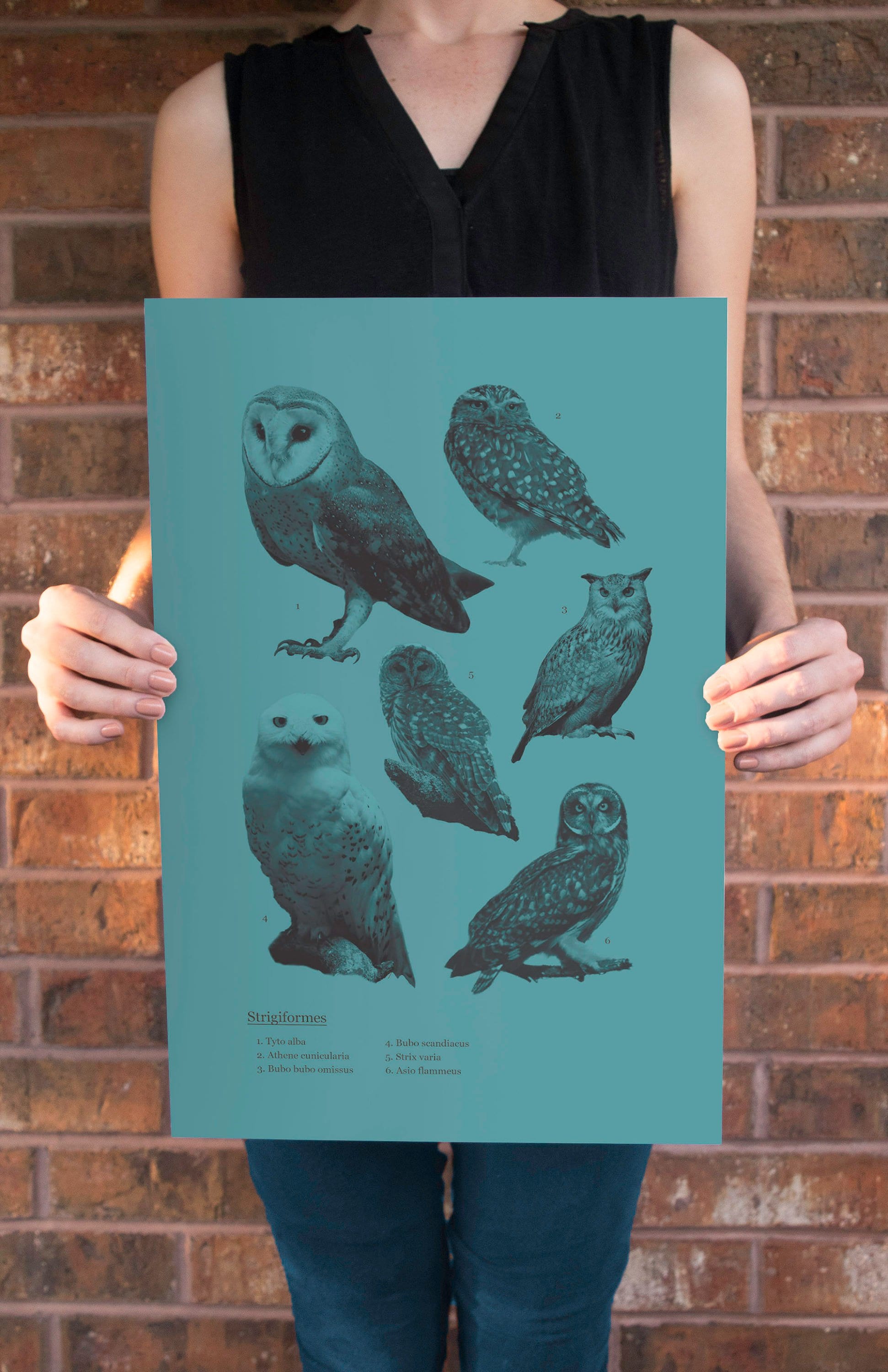 Strigiformes (Owls) Species Retro Travel Art Poster Modern Home Decor 11x17 18x24 24x36