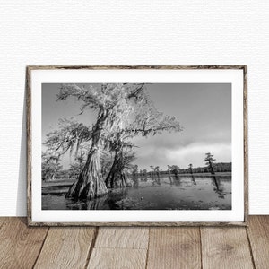 Caddo Lake, Bald Cypress Trees, Caddo Lake print, Texas art, Texas print, black and white, paddling trail, swamp art