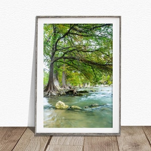 Guadalupe River, Bald Cypress Trees, Guadalupe River print, Texas art, Texas print, Hill Country print, Texas wall art, cypress tree art