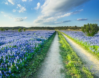 Bluebonnet print, bluebonnet trail, wildflower print, Texas wildflowers, Texas print, Texas wall art, blue flower print, photography print