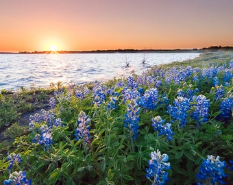 Flower field print, Texas wildflowers, Texas bluebonnet, bluebonnet print, Texas art, bluebonnet photography, nature photography print