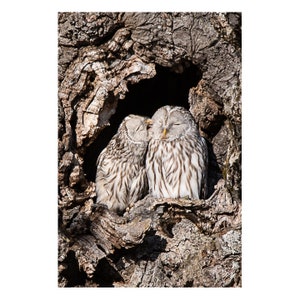 Kissing owls, bird photography, owl art, owls, bird lover gift, bird print, winter owl, owls in love, nursery print, nursery art