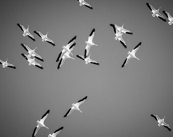 White pelican print, pelican art, black and white, monochrome print, pelican wall art, bird print, bird art, bird wall art, bird photography