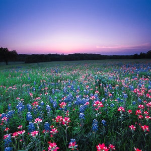 Wildflower print, dusk art, Texas sunset print, bluebonnet print, Texas art, Texas print, sunset art, blue flower print