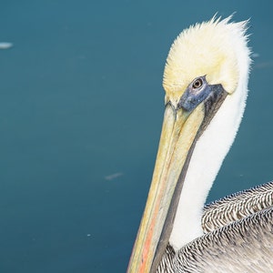 Brown pelican print, bird art, bird lover, pelican print, bird print, bird wall art, pelican art, shore bird, bird photography