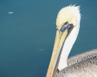 Brown pelican print, bird art, bird lover, pelican print, bird print, bird wall art, pelican art, shore bird, bird photography