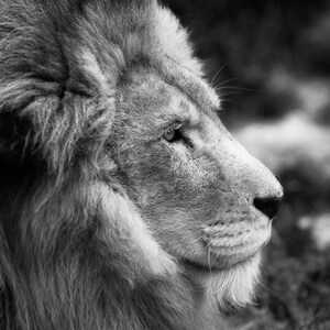 Lion print, lion art, black and white print, animal print, animal wall art, lion wall art, black and white animal print