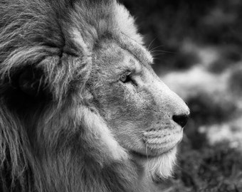 Lion print, lion art, black and white print, animal print, animal wall art, lion wall art, black and white animal print