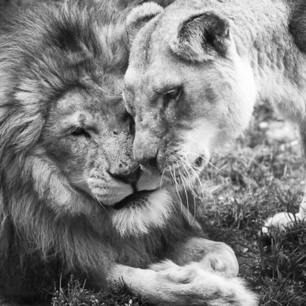 Lion Nursery Decor Etsy