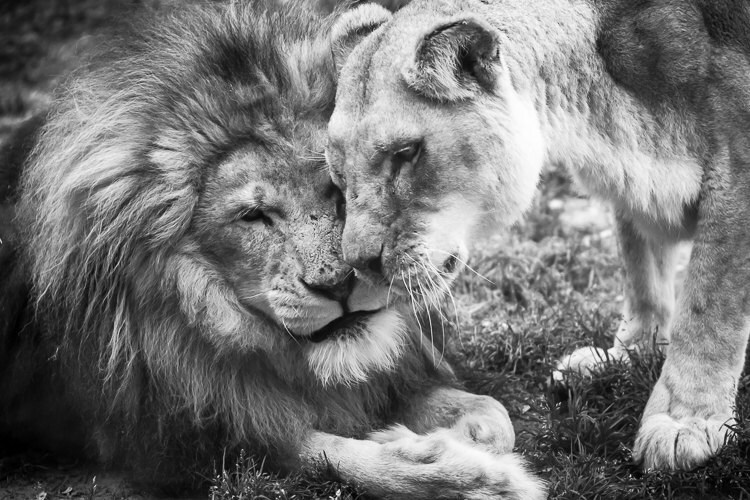 Lion Print Lion Wall Art Lions in Love Black and White - Etsy Ireland