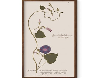 Botanical Specimen Art Print: Morning Glory - Vintage Plant Study