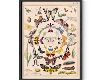Vintage Butterfly Moth Print, Antique Entomology Wall Art, Natural History Poster