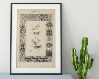 Vintage Dragonflies Print - Beige - Insect Poster - Vintage Design - Ornamental Print - Large Artwork