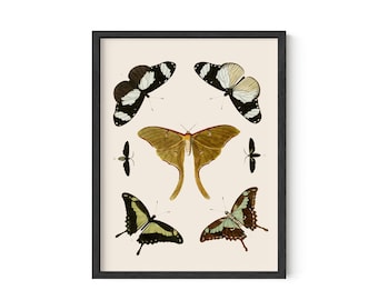 Vintage Butterflies and Moths Poster Eco Print - Large Artwork - Art Nouveau Style - Dark Academia