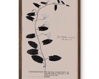 Botanical Specimen Art Print: Vintage Plant Study