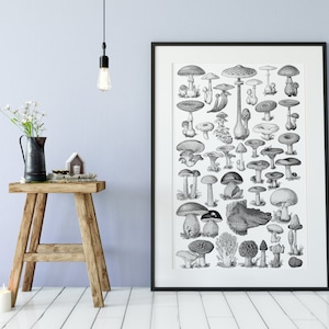 Mushrooms Vintage Illustration - Black and White Mushrooms - Botanical Print