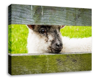 Lamb wall art cute decor. Sheep picture for nursery. Baby shower wildlife picture gift. Please choose print, matted or framed, or on canvas.