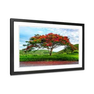 Flamboyant tree landscape wall art. Royal Poinciana canvas home decor. Tropical prints for bedroom. Flame tree picture wide. Print or framed