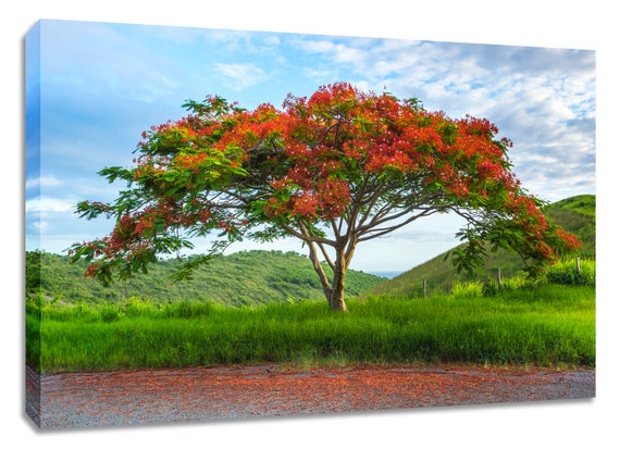 Tree Photography Flamboyant Tree Royal Poinciana Landscape Etsy