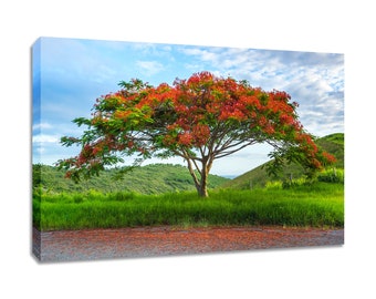 Royal Poinciana photo. Flamboyant tree print. Living room art. Landscape picture tropical print. Choose print, matted or framed or on canvas