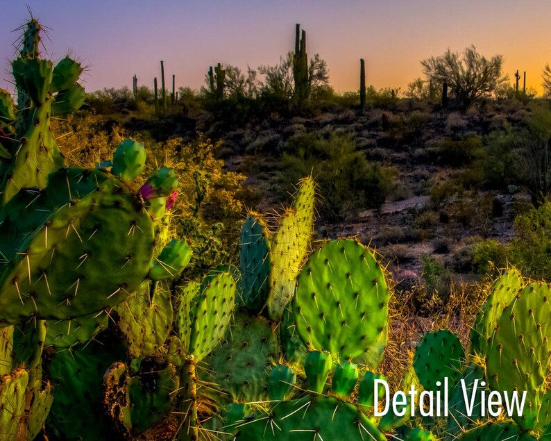 Arizona cactus framed wall art. Sonoran desert sunset ...