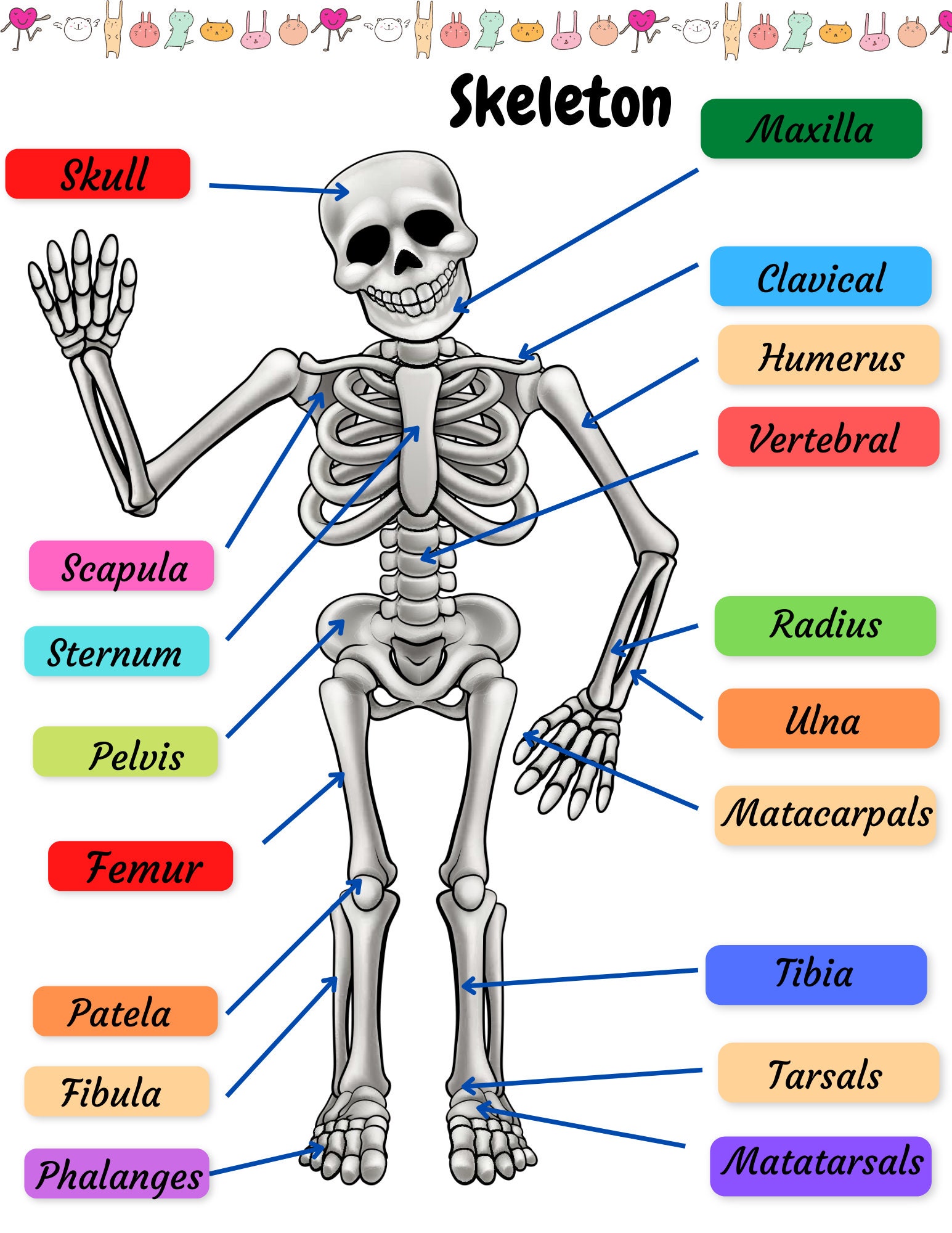 Skeletal System Practice Page Human Bones Activities Sheet Skeleton Biology Diagrams