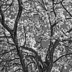 Spring Tree