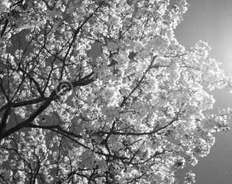 Resplandor primaveral