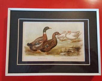 DUCK Antique ART PRINT 1906 Biggle Poultry Book Lithograph Framed New Metal Glass Frame Thrice Matted Rare! 7 x 5 Rouen  & White Muscovys