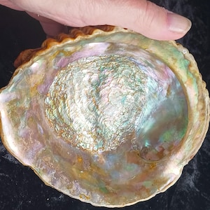 May include: An iridescent abalone shell featuring a polished interior with swirling hues of green, blue, pink, and gold. The shell has a textured, organic shape with a natural pearlescent luster that reflects light across its curved surface.
