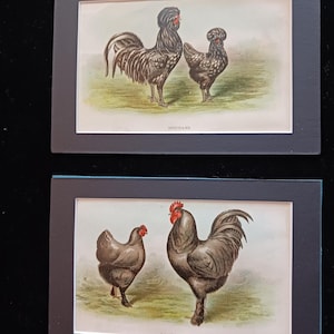 ROOSTER CHICKENS Antique ARTPRINTS 1906 Biggle Poultry Book Lithographs Mats 7 x 5 Original Prints Lot of 2 Houdans & Langshans Frame Ready