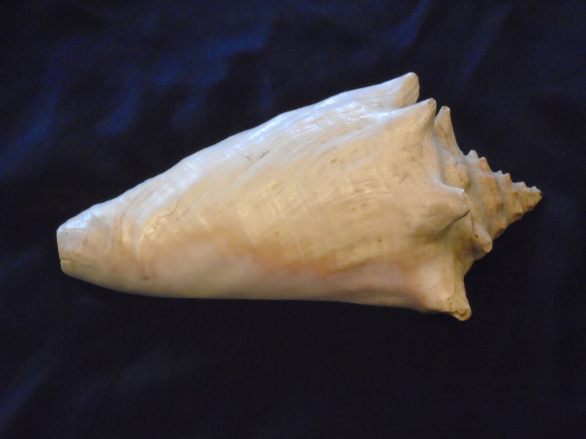 Sliced Shell Desktop or Decor Whelk Conch Shell 7.5 Inches Long ...