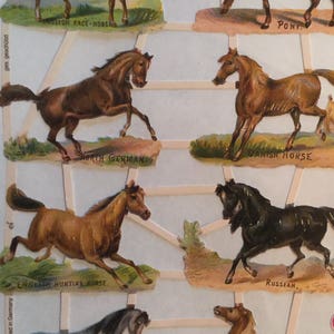 Labeled 8 Horses SCRAP RELIEFS (1 hoja) #7262 - Troqueles en relieve - Hecho en Alemania