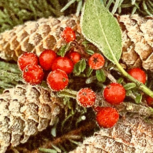 May include: A close-up of a wintery scene with pine cones, holly berries, and a frosted green branch. The pine cones are brown and have a rough texture. The holly berries are red and shiny. The frosted green branch is covered in a thin layer of frost. The scene is set against a white background.