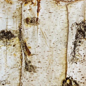 3 Decoupage Napkins, Birch Trees Trunks, 13&quot; x 13&quot; unfolded