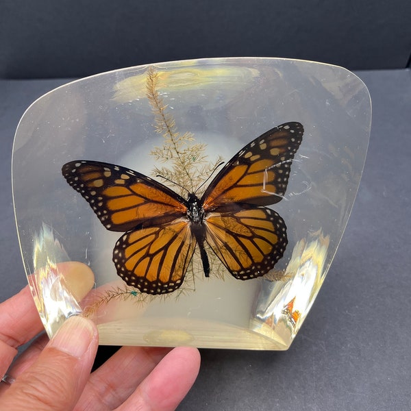 Vintage Preserved Monarch Butterfly Lucite Paperweight, Tarax Infinity Canada