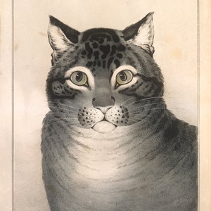 3 Authentic Vintage Beverage Decoupage Napkins Nathaniel Currier The Favorite Cat Metropolitan Museum of Art MMA, 10 x 10 image 5