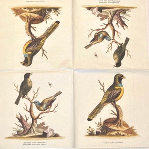 May include: A set of four vintage illustrations of birds on a white background. Each illustration features a different bird species with detailed markings and perched on a branch. The illustrations are labeled with the scientific names of the birds.