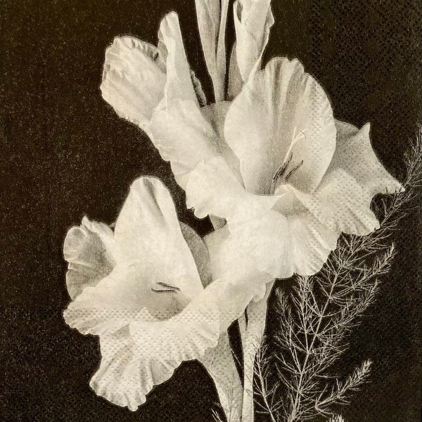 3 Decoupage Napkins, Gladiolas Flowers Black White, 13" x 13" Unfolded